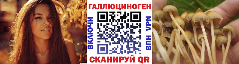 Галлюциногенные грибы Psilocybine cubensis  Елизаветинская 